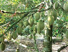 ?衇榴R篑?欣Q(31029干尧榴莲cx)